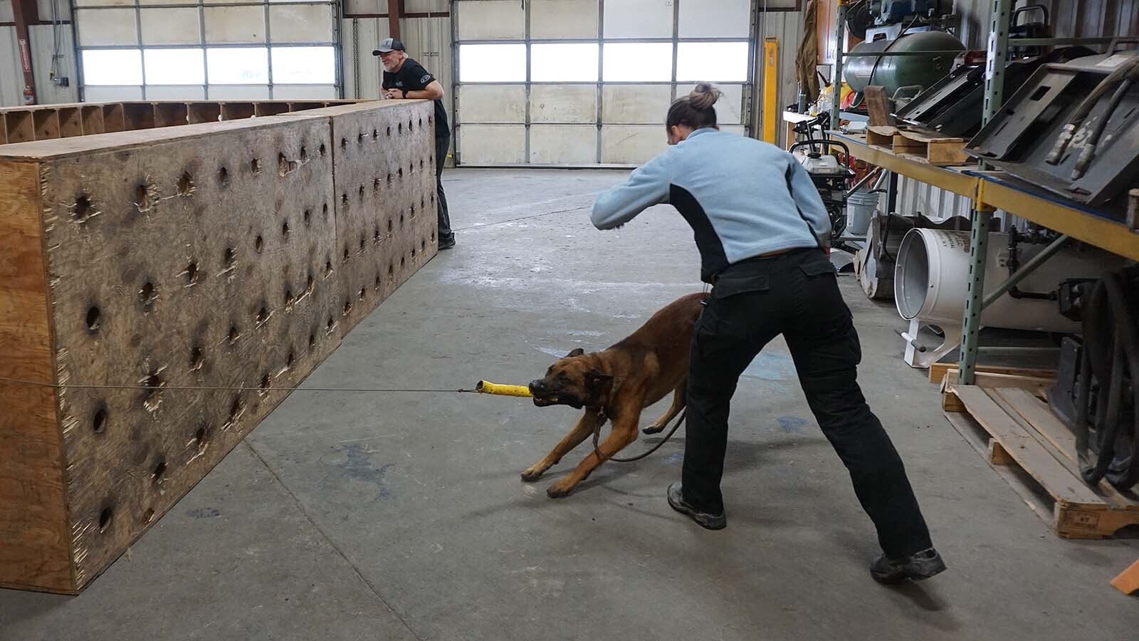 Barry plays tug of war with a drug-filled tube.