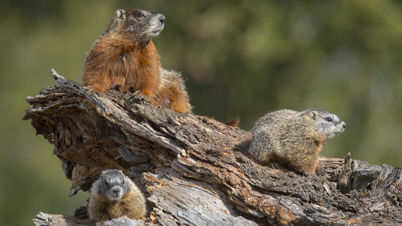 Marmots might seem pudgy and harmless, but they can disable vehicles by chewing up hoses and wires. Some people wrap their cars in tarps to protect against the ravenous rodents.
